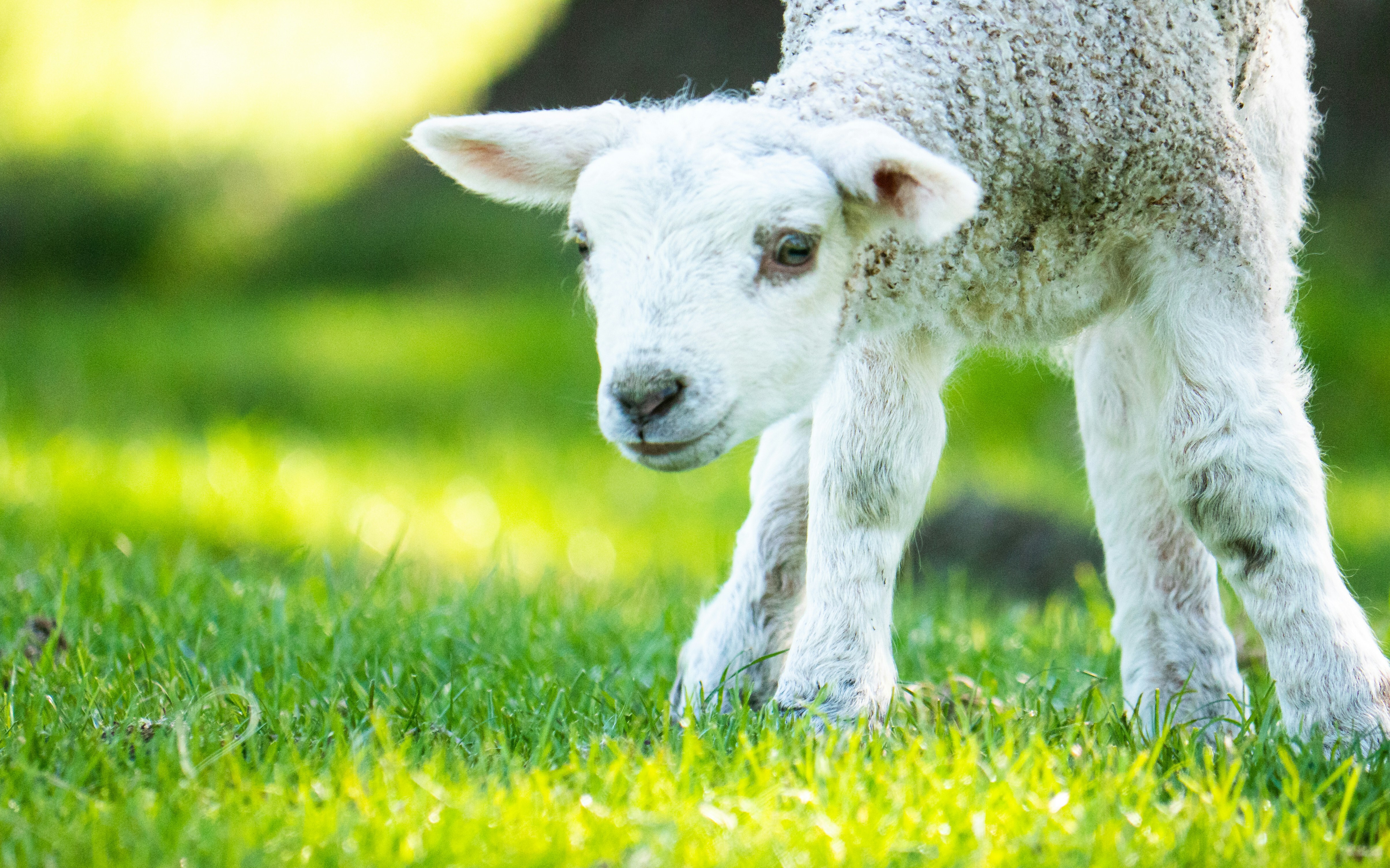 Lamb 3