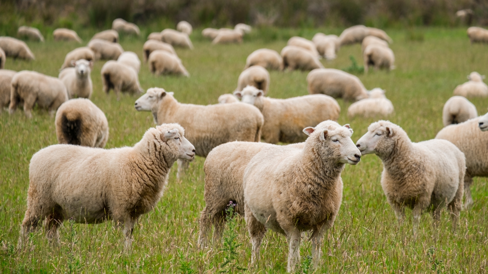 Sheep
